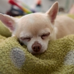 Программы лояльности онлайн казино без депозита