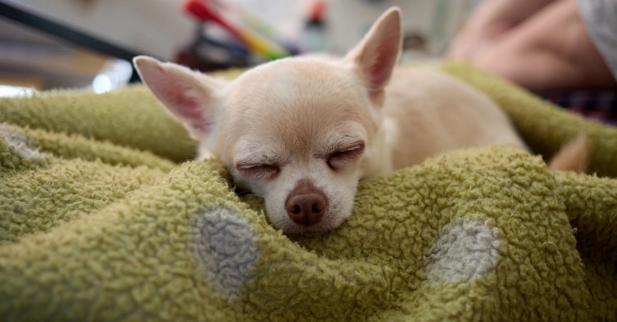 Программы лояльности онлайн казино без депозита