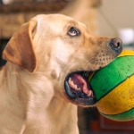 Слот игра The Dog House - обзор игровых возможностей и бонусов