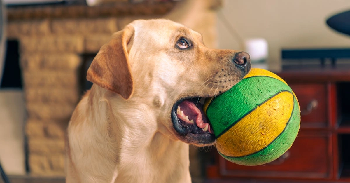 Слот игра The Dog House - обзор игровых возможностей и бонусов